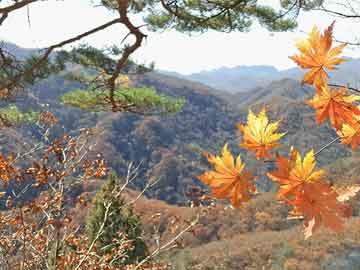 树湾村委会最新动态报道