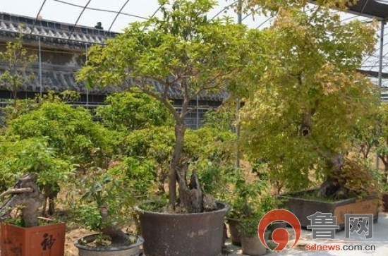 罗西街道最新项目，先锋力量引领城市发展之路