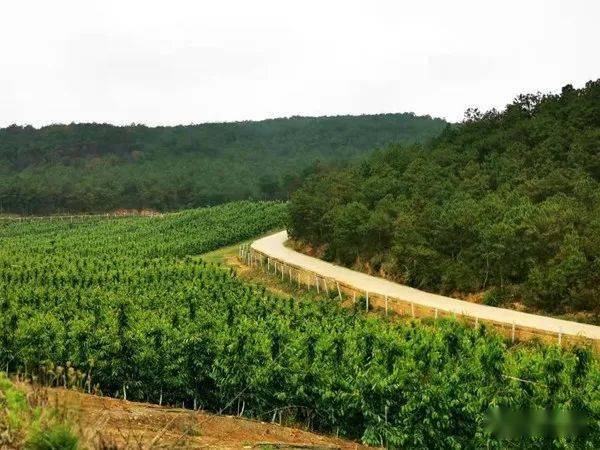 强嘎乡最新招聘信息详解，岗位概览与解读