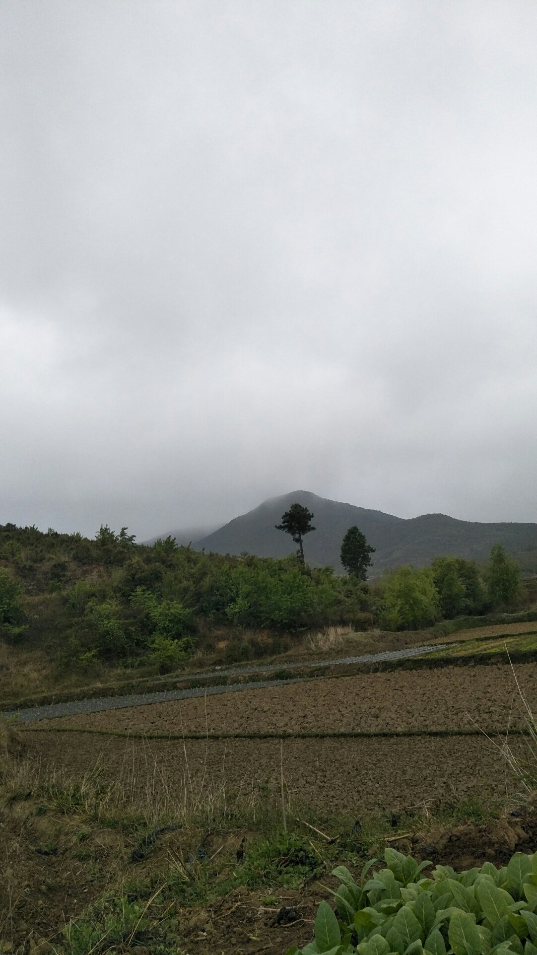麦山村民委员会天气预报更新通知