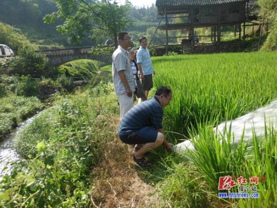 党坪苗族乡开启繁荣与进步新征程的发展规划